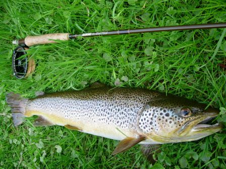 Big brown trout de 60cm en sèche - Don Ecosse