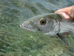 Bonefish Guada