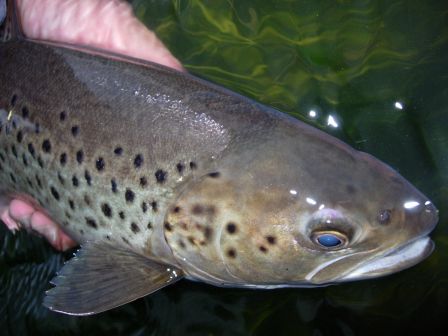 Sea Trout de la Don de 46 cm en sèche