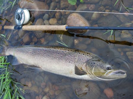 34 inch - 15 lbs Salmon - Dee Scotland