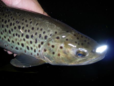 Sea trout de la Ythan - 44 cm