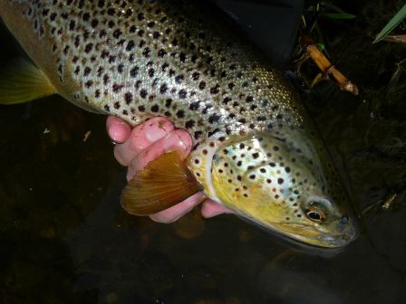 Brown trout trophée de la Don - 54cm