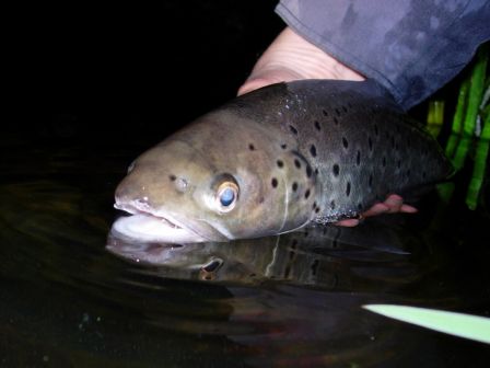 Relâche d'une belle Seatrout sur la Don