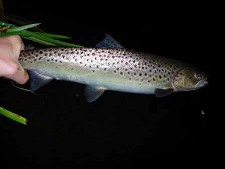 Remise à  l'eau d'une seatrout de l'Ythan