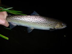 Remise à l'eau d'une seatrout de l'Ythan