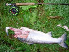 Restes du repas d'une loutre sur l'Ythan 