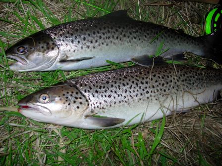 Doublet sea trout Ythan