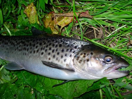 Seatrout Ythan