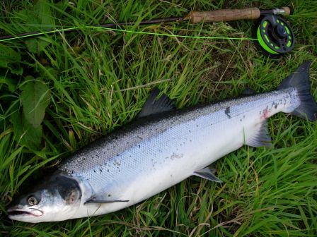 Barre of silver de l'Ythan - pool du meadow