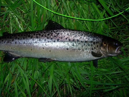 Seatrout Ythan