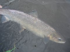 Remise à l'eau d'un grisle de l'Ythan