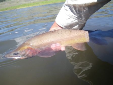 Cutthroat_52_cm_aval_Slough_Campground__8_.jpg