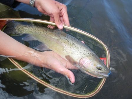 Cutthroat_de_45cm_pour_Rom_sur_la_Slough_aval_du_camp__4_.jpg