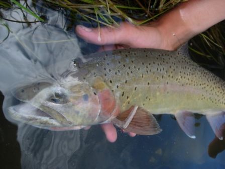 Cutthroat_de_45cm_pour_Rom_sur_la_Slough_aval_du_camp__5_.jpg