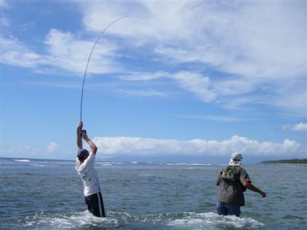 Combat sur mon 1er Bonefish