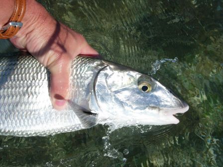 Remise à  l'eau d'un gros Bonefish de Guadeloupe