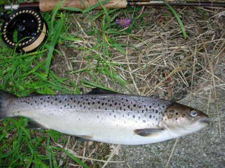 Sea Trout de la Don en sèche