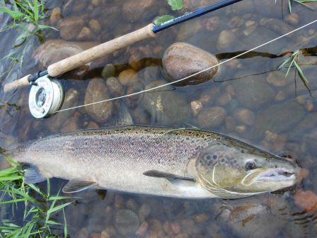 Salmon 15 lbs - Dee Park