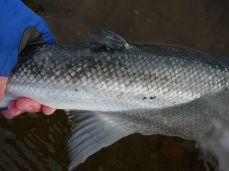 Poux de mer sur la queue