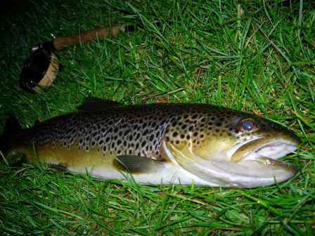 Brown trout trophée de la Don en sèche