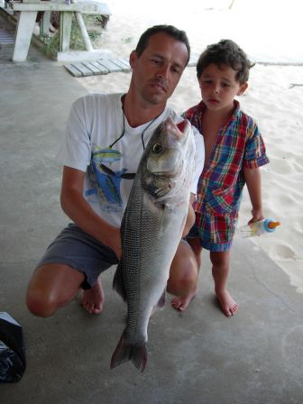 Louvine en surf casting