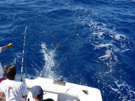 Marlin Guada au bas de ligne