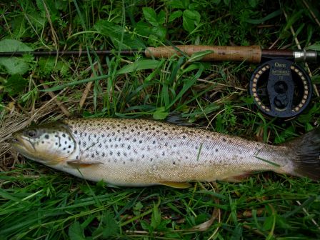 Brown trout de Monymusk - Don