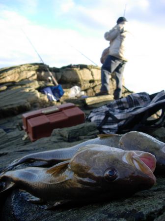 Cod fishing