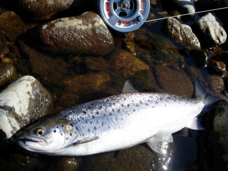 Seatrout à  Banchory