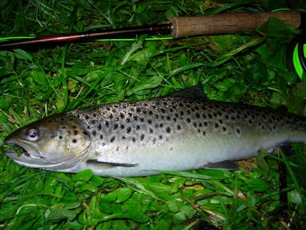 Petite seatrout Ythan