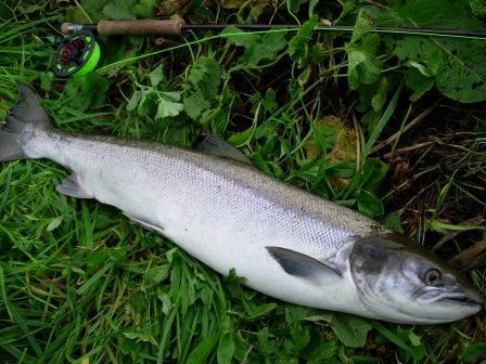 Saumon de l'Ythan sur la soie de 8 à  une main