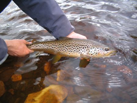 Remise à  l'eau d'une fario de la Deveron