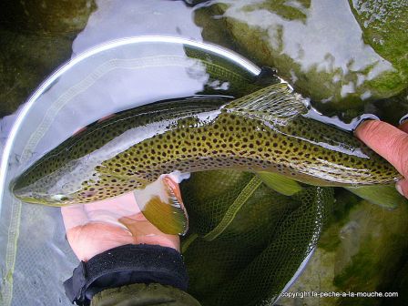 photo-truite-fario-peche-a-la-mouche-gave-pau-bearn-47cm-18mars2012-4.jpg